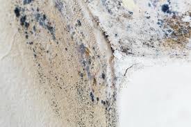 Best Mold Damage Restoration in St Clairsville, OH